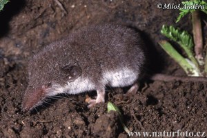 Bicolour White Toothed Shrew Crocidura leucodon 