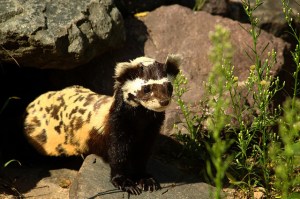 Marbled Polecat Vormela peregusna 