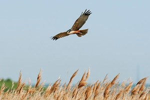 Marsh Harrier (c) Robert Canis