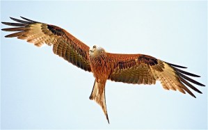 Red Kite (c) ANDALUCIA PLUS IMAGE BANK / ALAMY from 