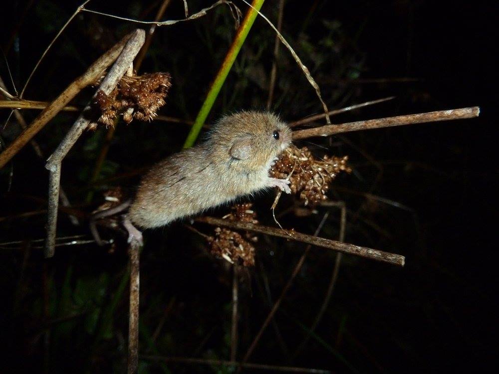 Striking Gold! | Surrey Wildlife&nbsp;Trust
