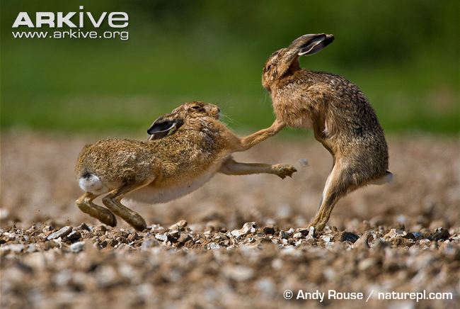 Brown-hare-female-boxing-male-during-courtship