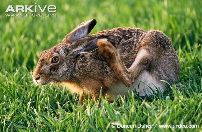 Brown-hare-scratching-ear