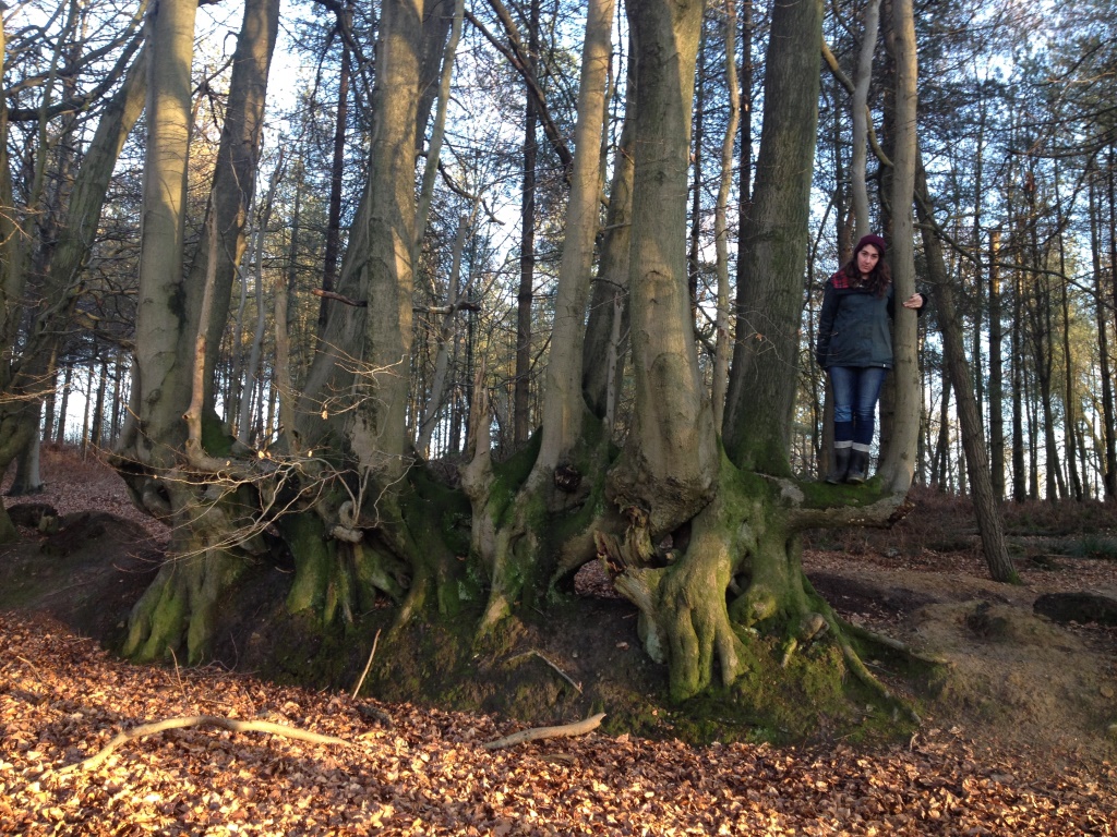 Old Hedge &amp; SarahD_Comp