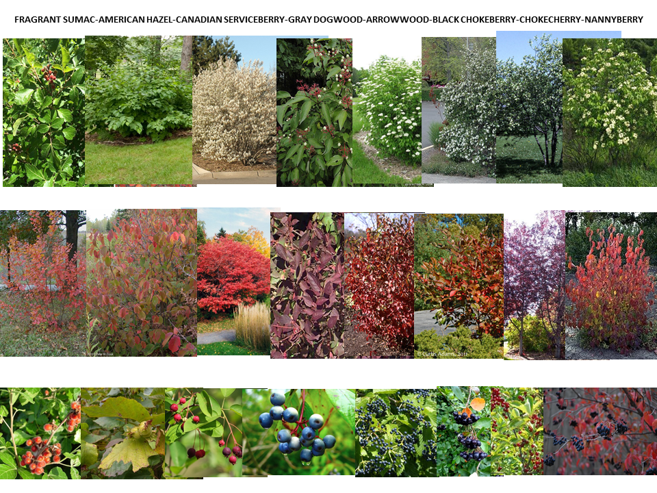 MWF_HedgerowPlants