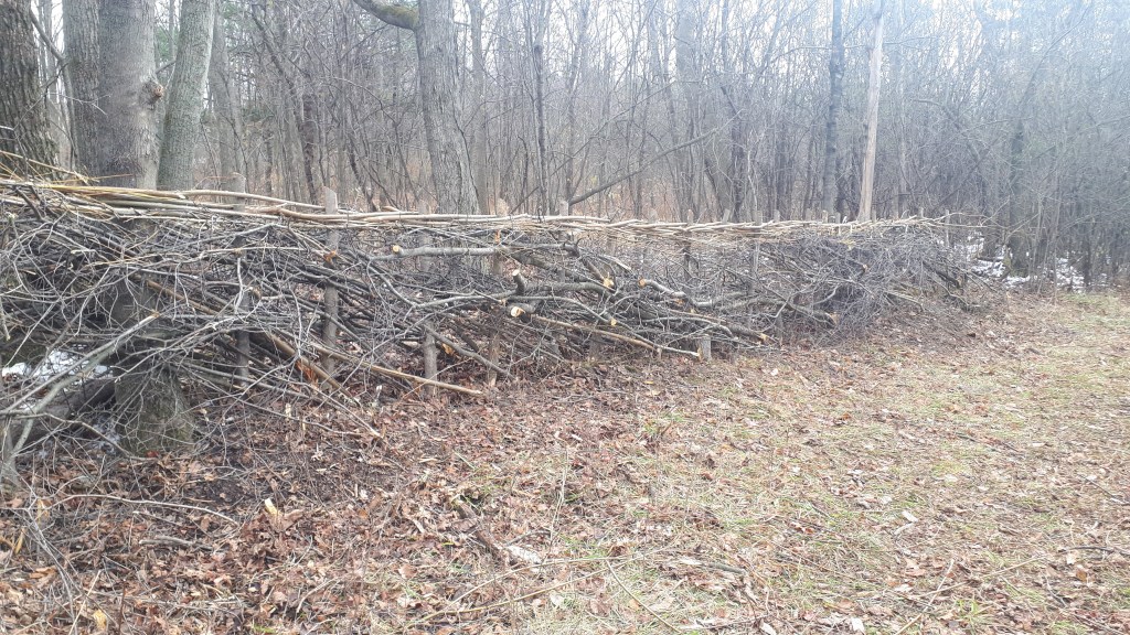 Hedgelaying North American Style with Dr Johann Schoepf&nbsp;(1783)